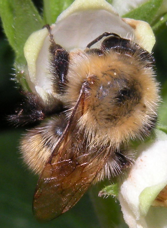 Probabile Bombus pascuorum